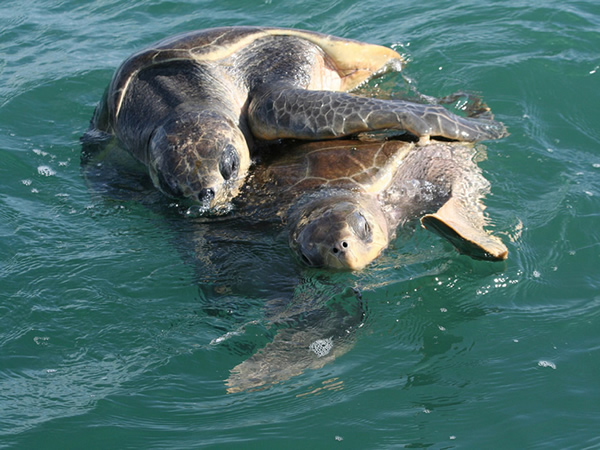 Manuel Antonio Ocean Turtles