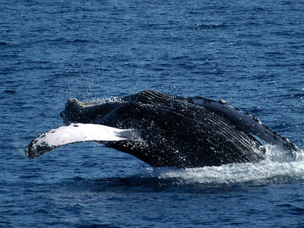 Whale Tour in Manuel Antonio Costa Rica