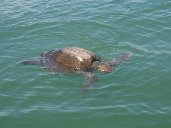 Turtle Watching Tour Manuel Antonio Costa Rica