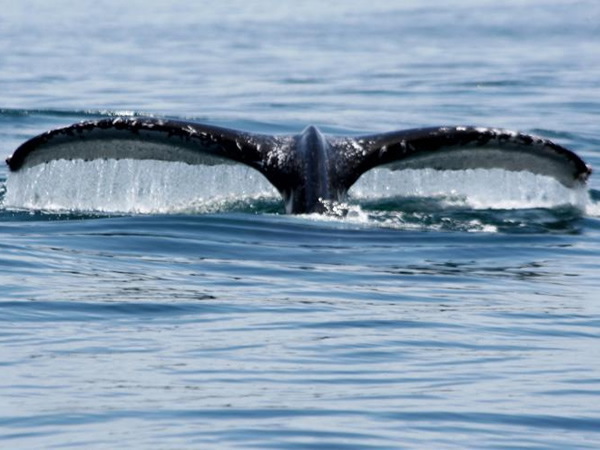 Whale Watching Tours Manuel Antonio Costa Rica