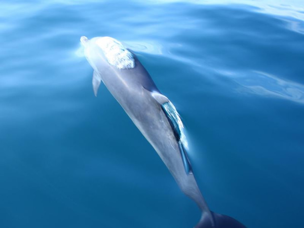 Dolphin Watching Excursion Manuel Antonio