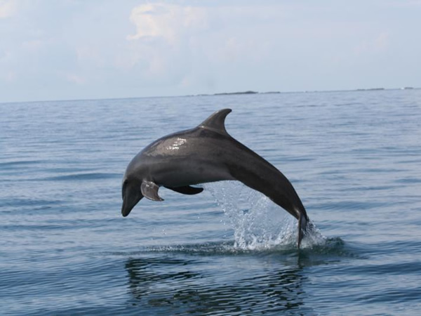 Dolphin Tour Manuel Antonio