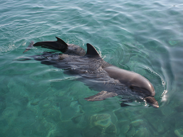 Dolphin Watching Tour Manuel Antonio Costa Rica