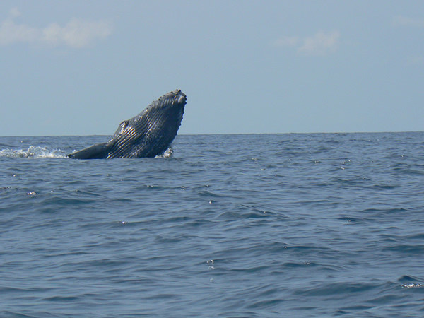 Amazing Whale Watching Trip in Manuel Antonio Costa Rica