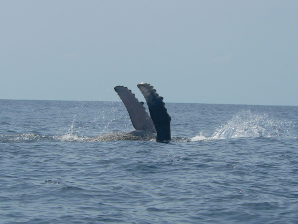 Whales in Manuel Antonio