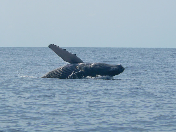 Whales in Manuel Antonio Costa Rica