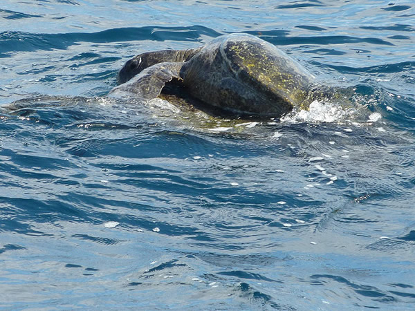 Turtles in Costa Rica