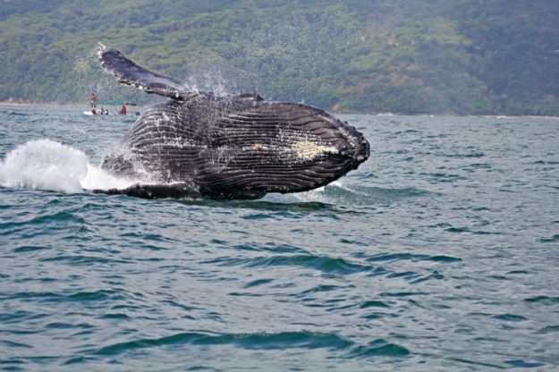 whale watching tour manuel antonio costa rica
