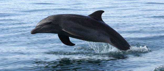 bottlenose dolphins manuel antonio costa rica